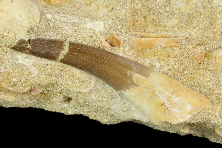 Fossil Plesiosaur (Zarafasaura) Tooth - Morocco #127466